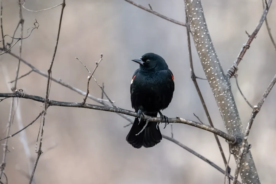 A blackbird with red and yellow markings on its wings perches on a bare tree branch against a muted, blurred background. A blackbird with red and yellow markings on its wings perches on a bare tree branch against a muted, blurred background.