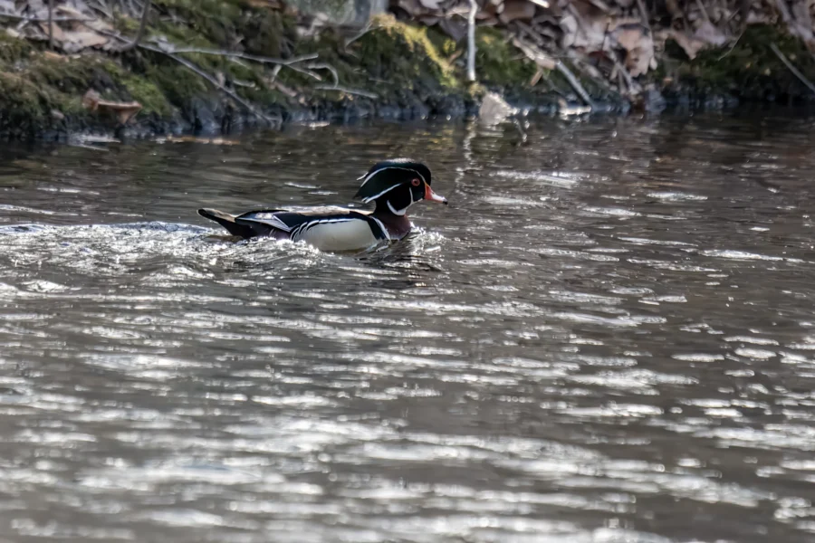 A male wood duck with distinctive colorful plumage swims on a rippling body of water near a mossy, leaf-strewn shore.