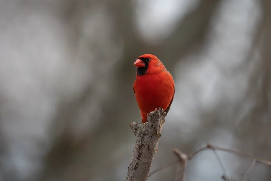 A male northern cardinal with bright red feathers perches on the tip of a bare tree branch against a blurred background. A male northern cardinal with bright red feathers perches on the tip of a bare tree branch against a blurred background.