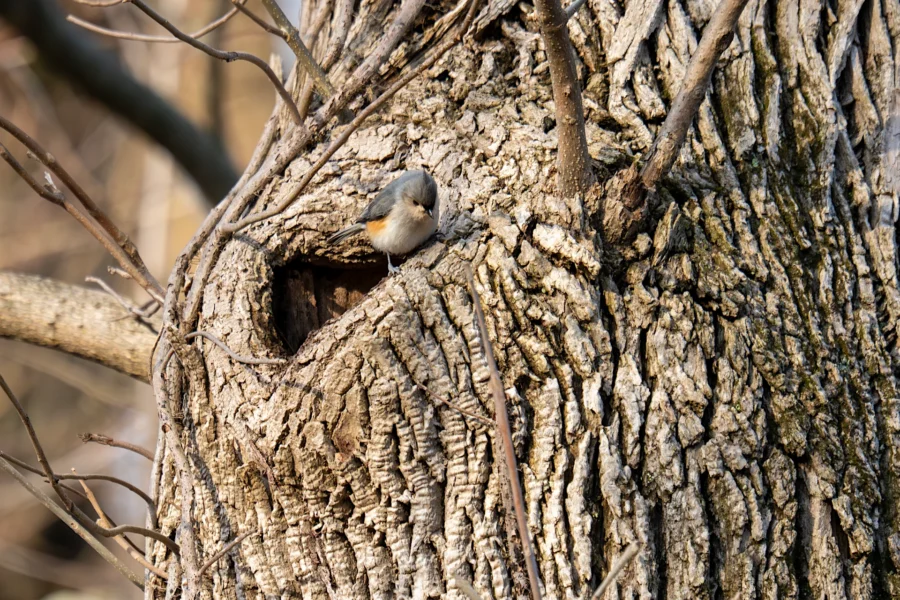 A small bird sits at the entrance of a hole in a tree trunk, surrounded by rough bark and branches. A small bird sits at the entrance of a hole in a tree trunk, surrounded by rough bark and branches.