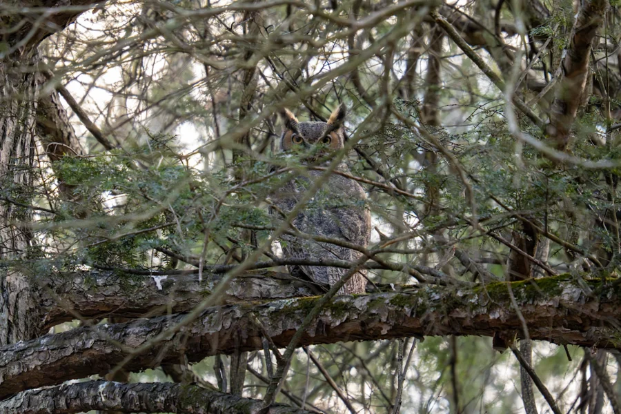 An owl sits camouflaged on a tree branch, partially hidden by dense branches and foliage in a forested area. An owl sits camouflaged on a tree branch, partially hidden by dense branches and foliage in a forested area.