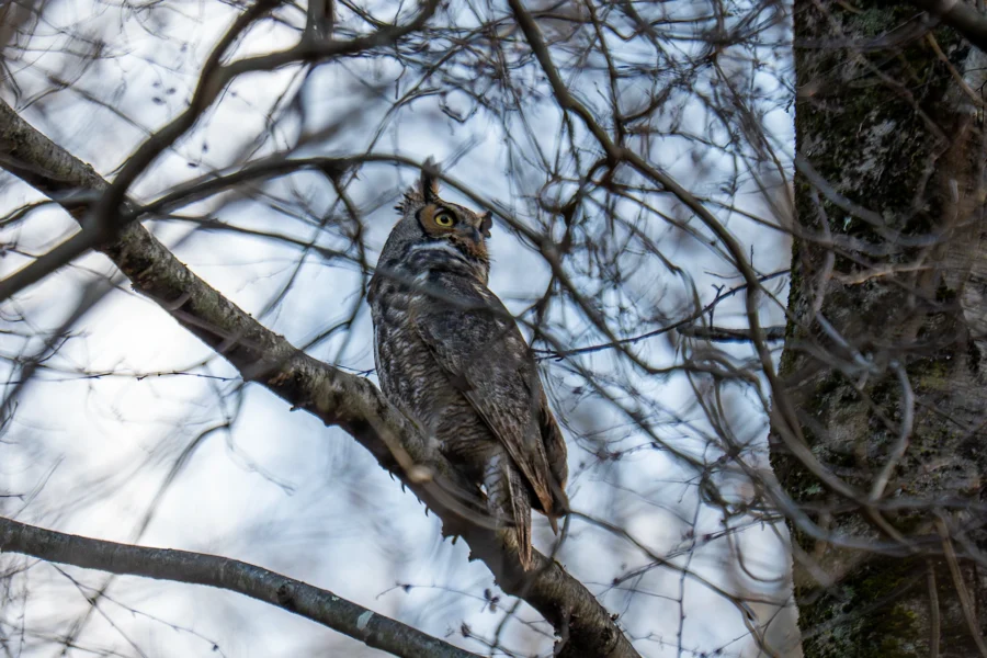 A great horned owl perched on a tree branch among leafless twigs, with a cloudy sky in the background. A great horned owl perched on a tree branch among leafless twigs, with a cloudy sky in the background.