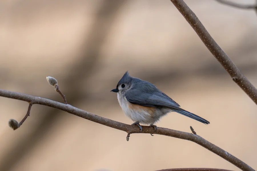 A small gray and white songbird with a pointed crest perches on a bare branch against a blurred background. A small gray and white songbird with a pointed crest perches on a bare branch against a blurred background.