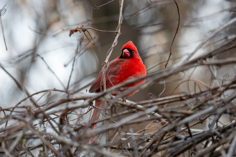 A male northern cardinal sits perched among bare, tangled branches with a blurred background. A male northern cardinal sits perched among bare, tangled branches with a blurred background.