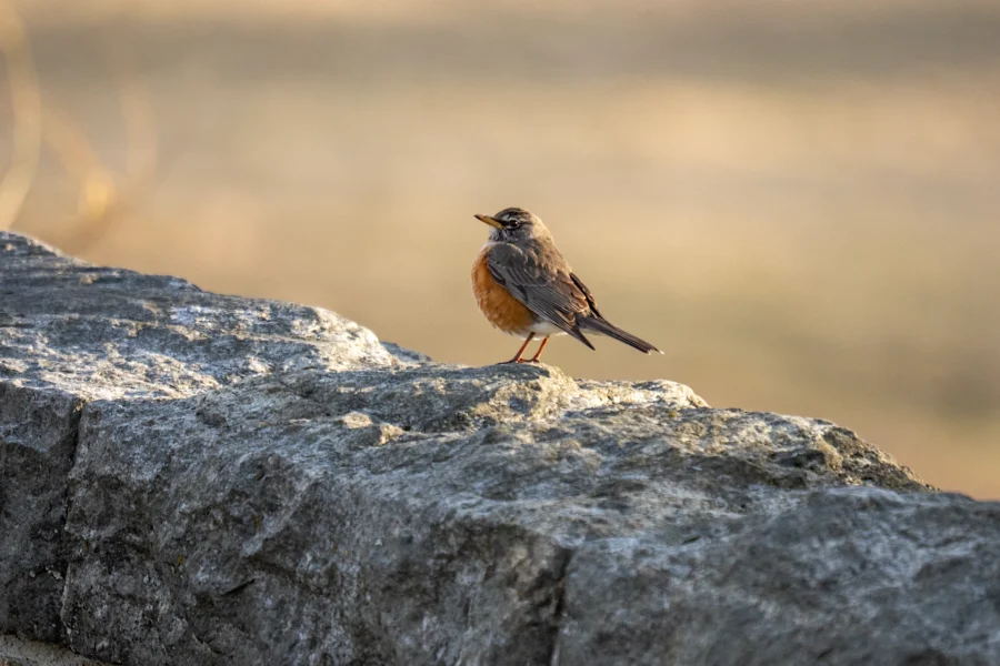 A robin with an orange breast stands on a gray stone wall with a blurred tan background. A robin with an orange breast stands on a gray stone wall with a blurred tan background.