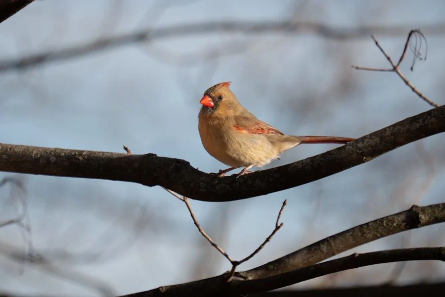 A female northern cardinal with light brown feathers and a red beak is perched on a bare tree branch against a blurred blue sky background. A female northern cardinal with light brown feathers and a red beak is perched on a bare tree branch against a blurred blue sky background.