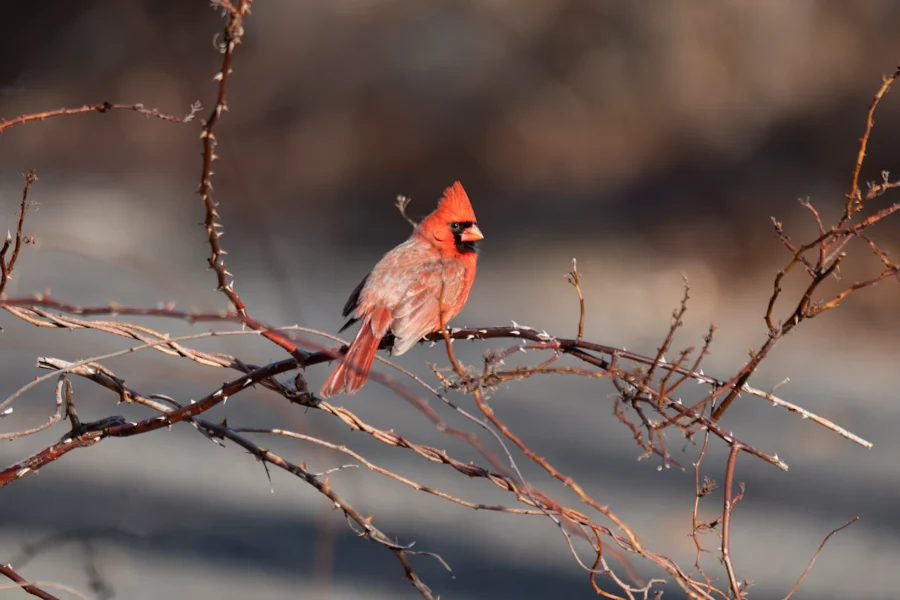 A northern cardinal with bright red feathers perches on a bare, thorny branch against a blurred outdoor background. A northern cardinal with bright red feathers perches on a bare, thorny branch against a blurred outdoor background.