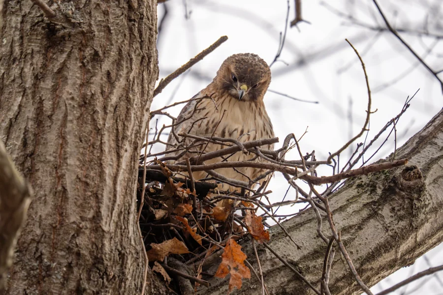 A brown hawk perches on a branch next to a nest made of twigs, with dry leaves visible. The background shows bare tree branches against a cloudy sky. A brown hawk perches on a branch next to a nest made of twigs, with dry leaves visible. The background shows bare tree branches against a cloudy sky.
