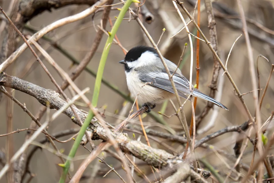 A small black-capped chickadee perched on a branch amid a tangle of bare, brown twigs. A small black-capped chickadee perched on a branch amid a tangle of bare, brown twigs.