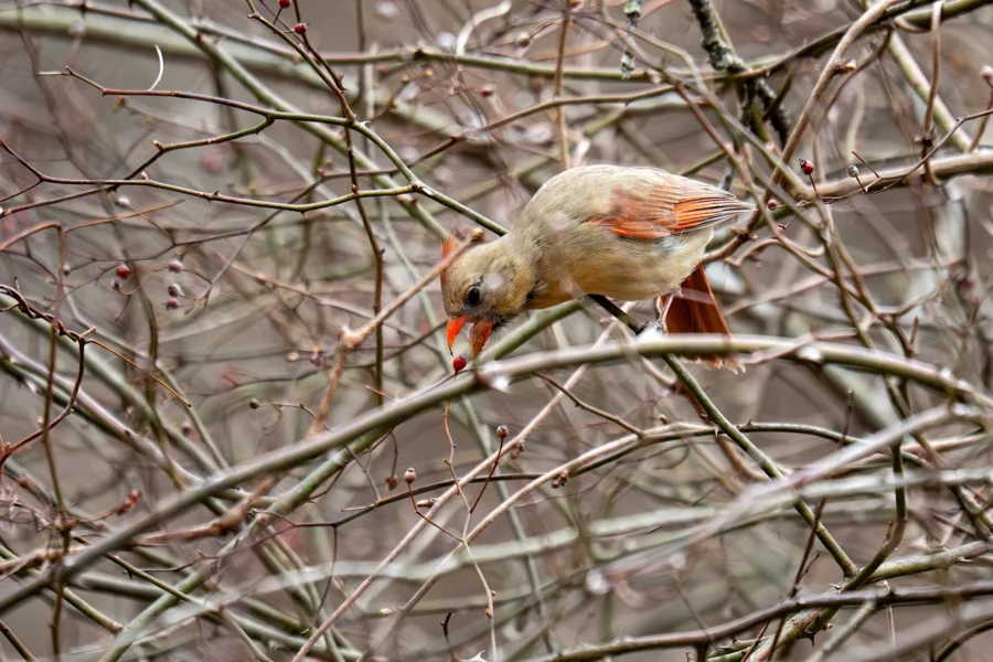 A female cardinal perched on thin, leafless branches, pecking at a small red berry. A female cardinal perched on thin, leafless branches, pecking at a small red berry.