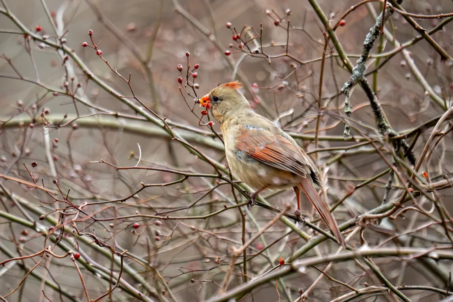 A female cardinal perched on bare branches, holding a red berry in its beak. A female cardinal perched on bare branches, holding a red berry in its beak.