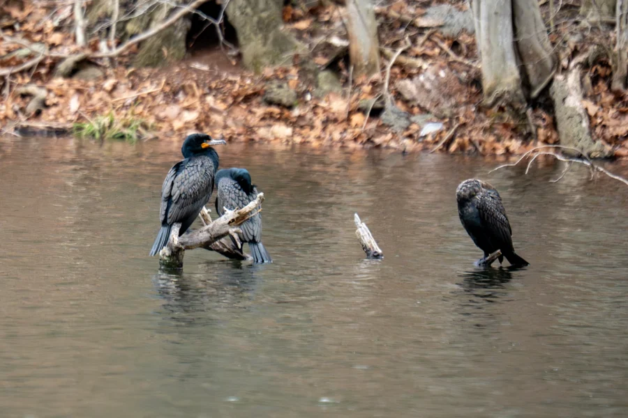 Three cormorants perch on branches protruding from a calm body of water, with a wooded, leaf-covered shoreline in the background.