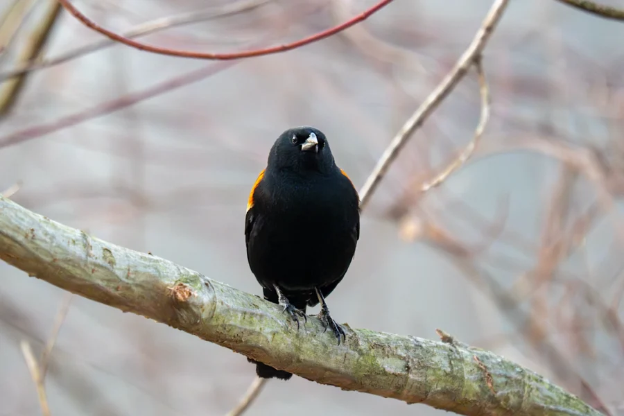 A black bird with orange-red shoulder patches perches on a tree branch; background is out of focus with bare branches. A black bird with orange-red shoulder patches perches on a tree branch; background is out of focus with bare branches.