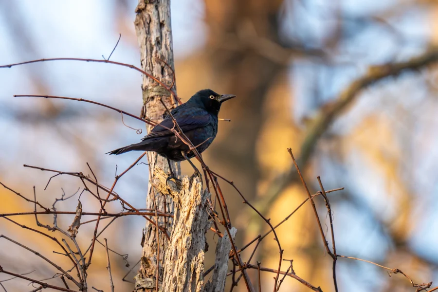 A blackbird is perched on the trunk of a tree surrounded by bare branches, with a blurred background of more trees. A blackbird is perched on the trunk of a tree surrounded by bare branches, with a blurred background of more trees.