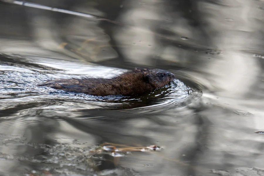 A small brown mammal swims in a body of water, creating ripples on the surface. A small brown mammal swims in a body of water, creating ripples on the surface.