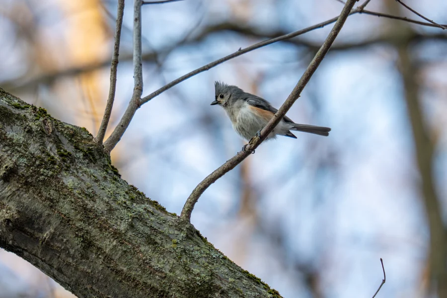 A small bird with a gray crest perches on a slender branch above a mossy tree trunk, with a blurred background of bare branches and sky. A small bird with a gray crest perches on a slender branch above a mossy tree trunk, with a blurred background of bare branches and sky.