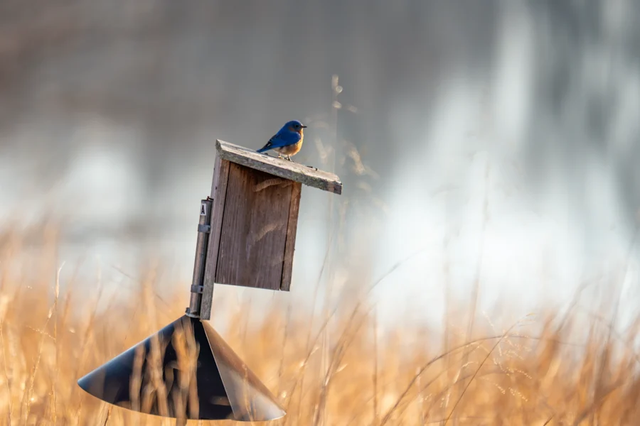 A bluebird is perched on top of a wooden birdhouse mounted on a metal pole in a field of dry grass, with a blurred, light-colored background. A bluebird is perched on top of a wooden birdhouse mounted on a metal pole in a field of dry grass, with a blurred, light-colored background.