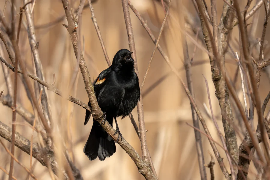 A black bird with a small orange patch on its wing perches on a branch among leafless twigs, with a blurred brown background. A black bird with a small orange patch on its wing perches on a branch among leafless twigs, with a blurred brown background.
