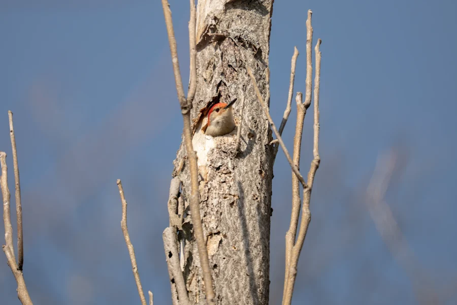 A woodpecker with a red cap peeks out from a hole in a tree trunk, surrounded by bare branches against a clear blue sky. A woodpecker with a red cap peeks out from a hole in a tree trunk, surrounded by bare branches against a clear blue sky.
