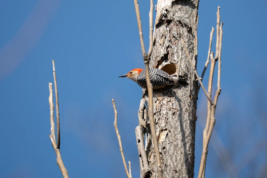 A red-bellied woodpecker perched at the edge of a hole in a tree trunk against a clear blue sky. A red-bellied woodpecker perched at the edge of a hole in a tree trunk against a clear blue sky.