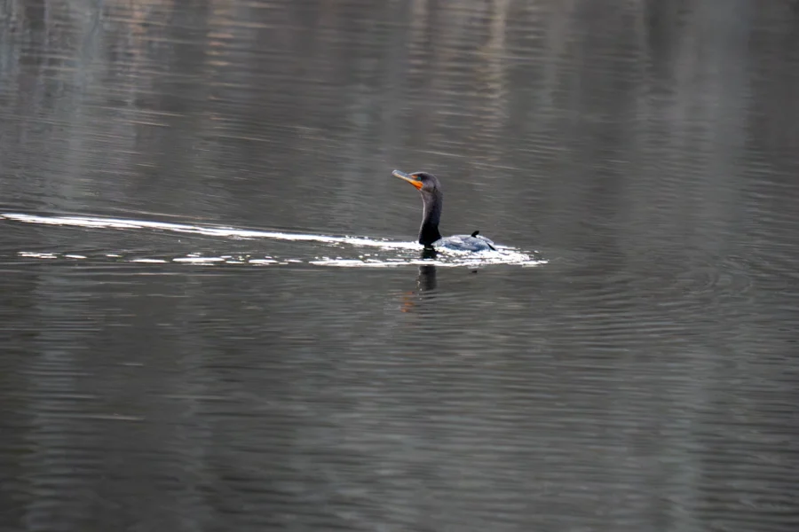 A black cormorant swims alone on calm, gray water, creating ripples behind it.