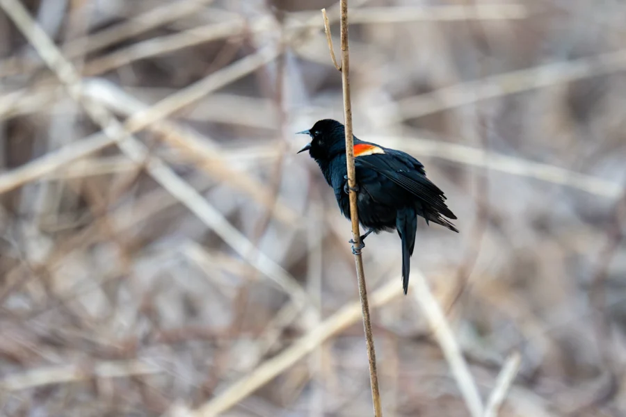 A black bird with orange and yellow shoulder patches perches on a vertical reed in a field of dry, brown vegetation. A black bird with orange and yellow shoulder patches perches on a vertical reed in a field of dry, brown vegetation.