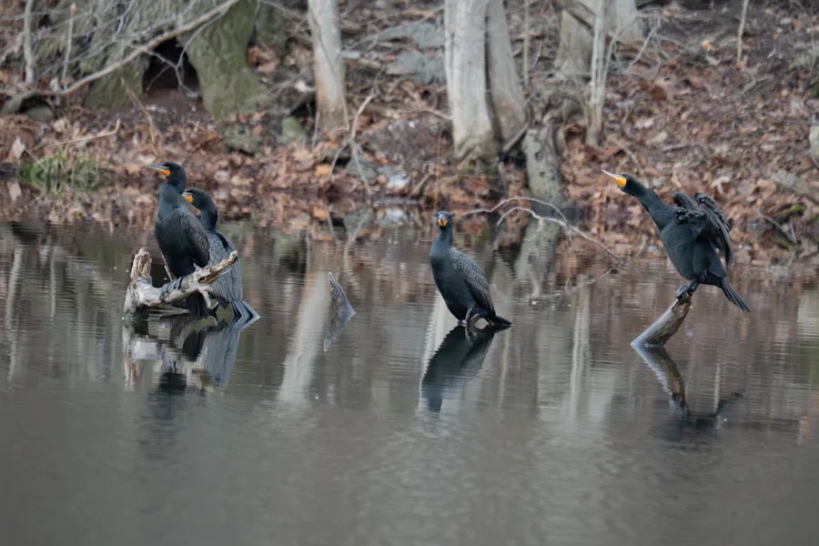 Four cormorants perch on branches and stand in shallow water near the edge of a pond, surrounded by leaf litter and bare trees.