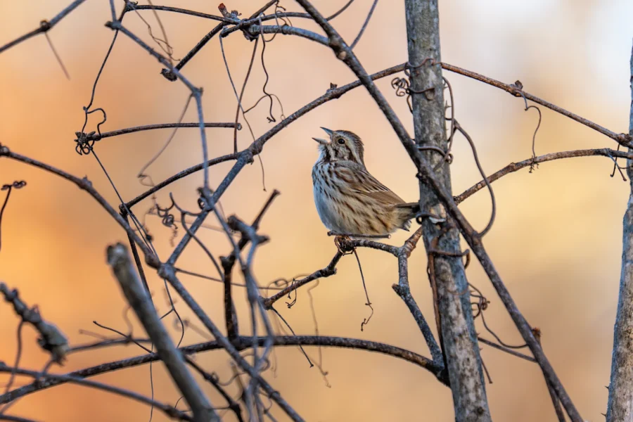 A small brown and white bird perches on a tangle of bare branches, with its beak open, against a blurred background of warm colors. A small brown and white bird perches on a tangle of bare branches, with its beak open, against a blurred background of warm colors.