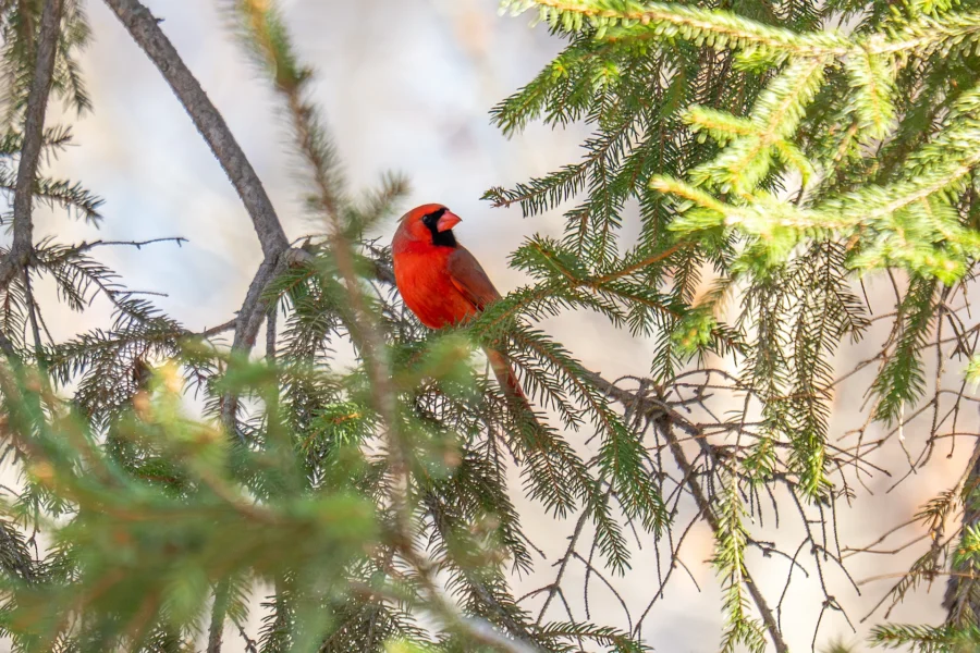 A bright red cardinal perched on a green pine branch, surrounded by needles and tree limbs. A bright red cardinal perched on a green pine branch, surrounded by needles and tree limbs.