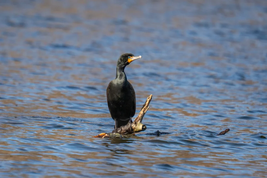 A black cormorant stands on a partially submerged branch in the middle of a body of water.