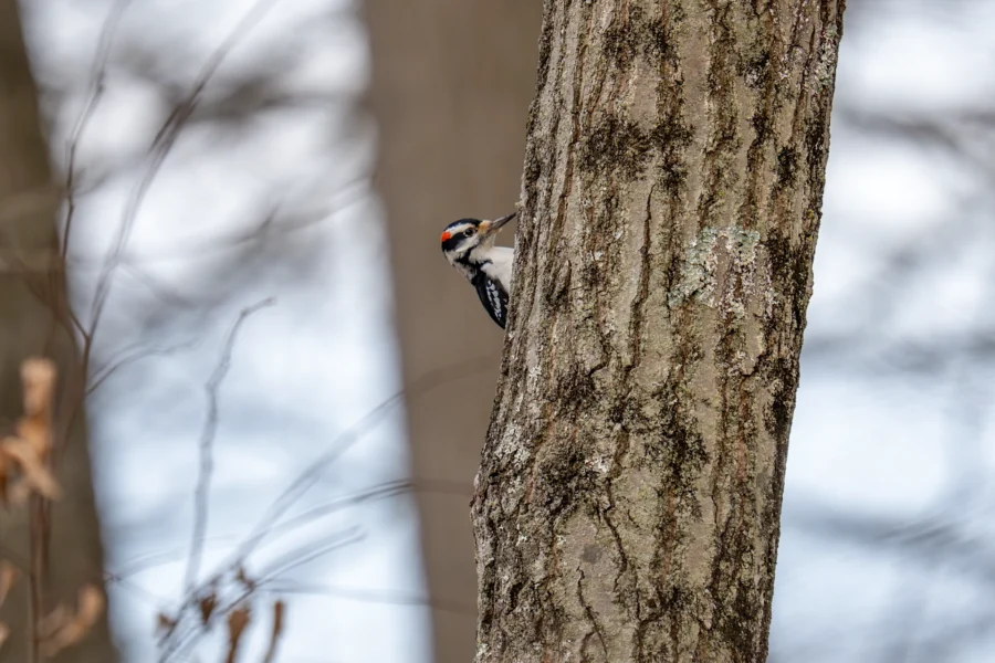 A woodpecker with black, white, and red markings clings to the side of a tree trunk in a forested area. A woodpecker with black, white, and red markings clings to the side of a tree trunk in a forested area.
