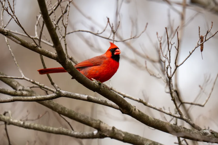 A bright red cardinal perches on a bare tree branch with a blurred, gray background. A bright red cardinal perches on a bare tree branch with a blurred, gray background.