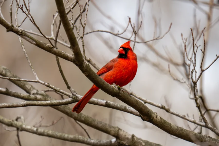 A bright red cardinal perched on a bare tree branch with a soft, blurred background. A bright red cardinal perched on a bare tree branch with a soft, blurred background.