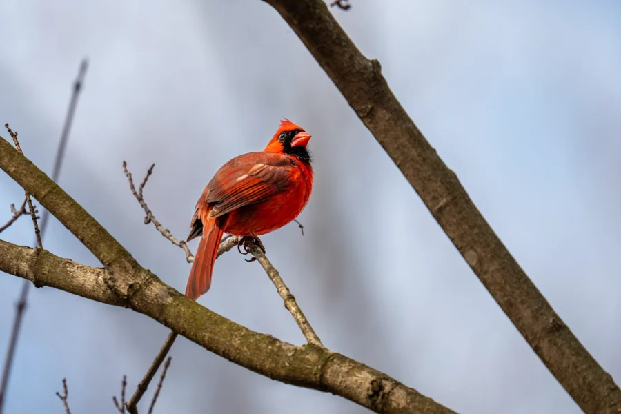 A bright red cardinal is perched on a branch against a blurred blue sky background. A bright red cardinal is perched on a branch against a blurred blue sky background.