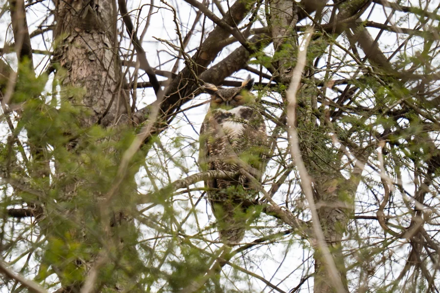 A brown-and-white owl is perched on a branch, camouflaged among the dense, leafless tree branches and twigs. A brown-and-white owl is perched on a branch, camouflaged among the dense, leafless tree branches and twigs.