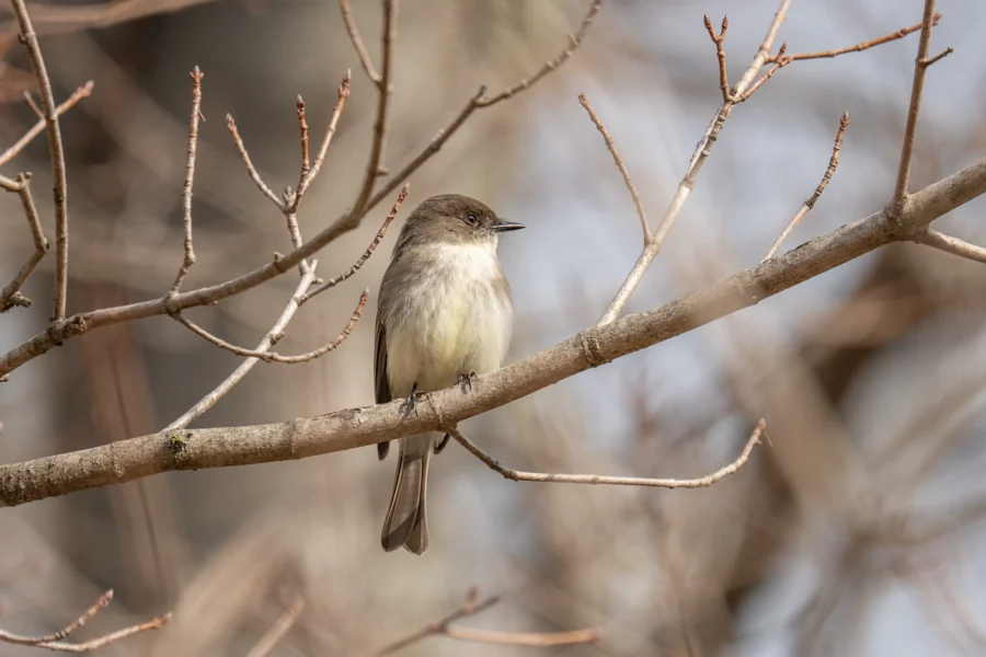 A small bird with a light belly and dark head is perched on a bare tree branch, surrounded by leafless twigs. A small bird with a light belly and dark head is perched on a bare tree branch, surrounded by leafless twigs.