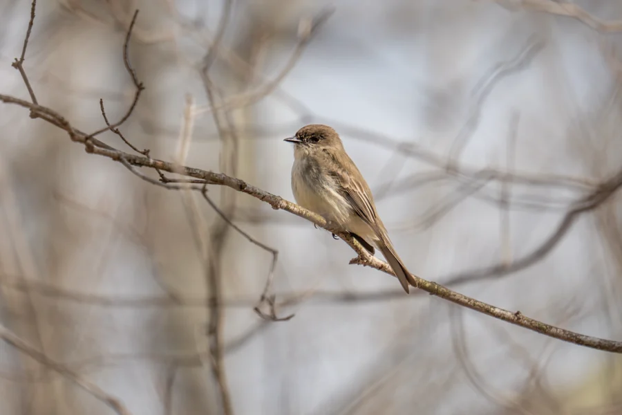 A small brown bird perched on a bare tree branch with a blurred background. A small brown bird perched on a bare tree branch with a blurred background.