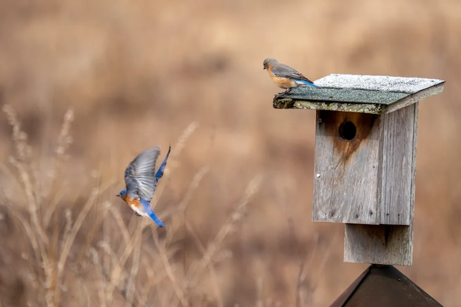 Two bluebirds are near a wooden birdhouse; one is perched on the roof while the other is flying away, with a blurred, grassy background. Two bluebirds are near a wooden birdhouse; one is perched on the roof while the other is flying away, with a blurred, grassy background.