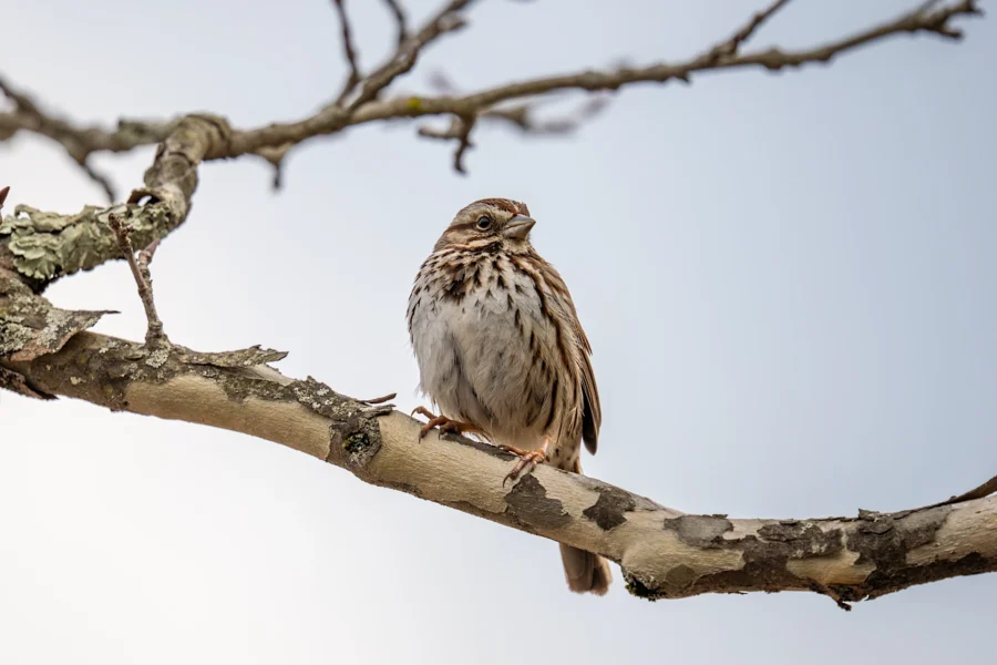 A small, brown and white bird with streaked feathers is perched on a tree branch against a pale sky background. A small, brown and white bird with streaked feathers is perched on a tree branch against a pale sky background.