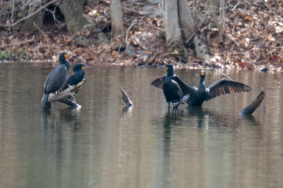 Four cormorants perch on partially submerged logs in a calm pond, with one bird spreading its wings to dry. Leaf litter and bare tree trunks are visible along the shore in the background.