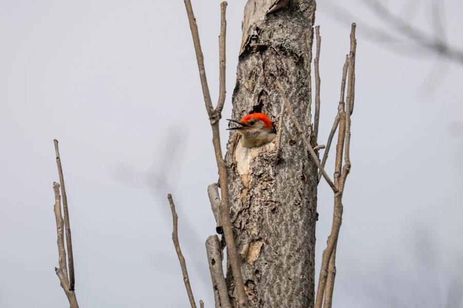 A woodpecker with a red head peers out from a hole in the trunk of a tree with bare branches against a gray sky. A woodpecker with a red head peers out from a hole in the trunk of a tree with bare branches against a gray sky.