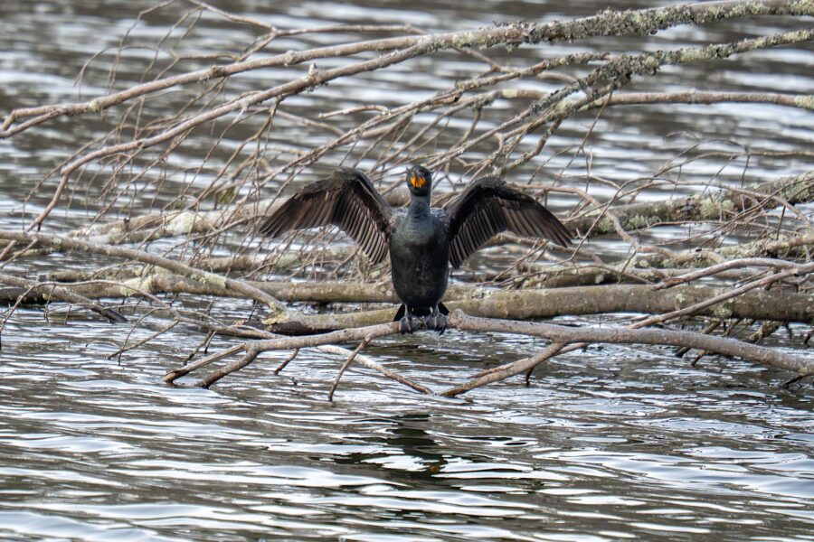 A black cormorant stands on a branch above water with its wings spread open, surrounded by overhanging tree limbs.