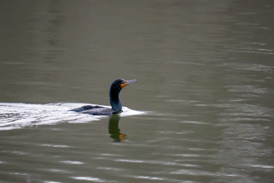 A black cormorant swims alone on calm, gray water, creating gentle ripples behind it.