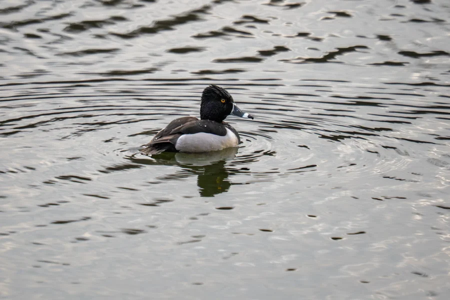 A duck with black, white, and gray plumage swims alone on rippling water.