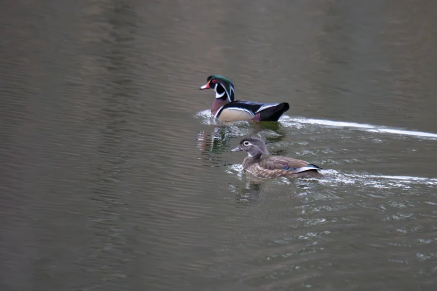 Two ducks, one with bright plumage and one with muted colors, swim on a calm body of water.