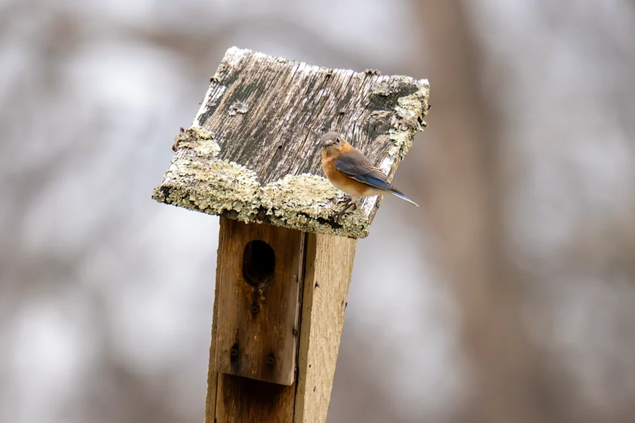 A small bird perches on the roof of a weathered wooden birdhouse, which is covered in patches of lichen. A small bird perches on the roof of a weathered wooden birdhouse, which is covered in patches of lichen.