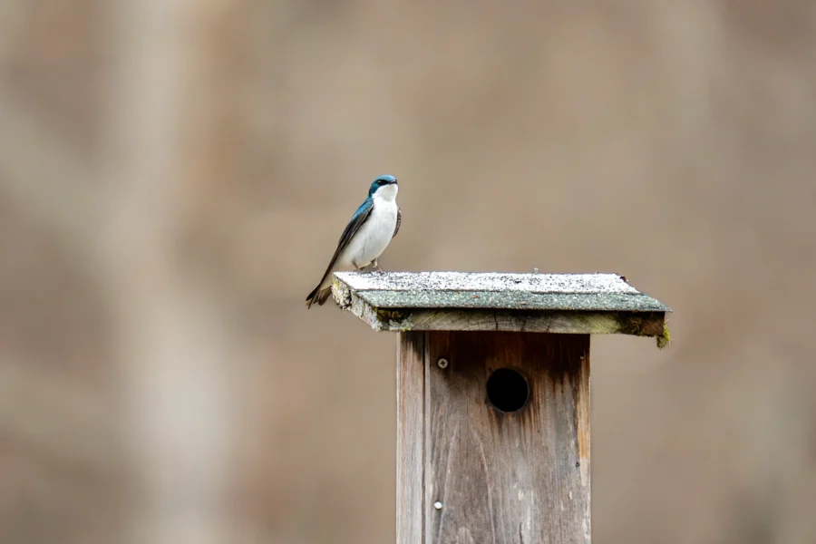 A small bird with gray and white plumage is perched on the roof of a weathered wooden birdhouse against a blurred brown background. A small bird with gray and white plumage is perched on the roof of a weathered wooden birdhouse against a blurred brown background.