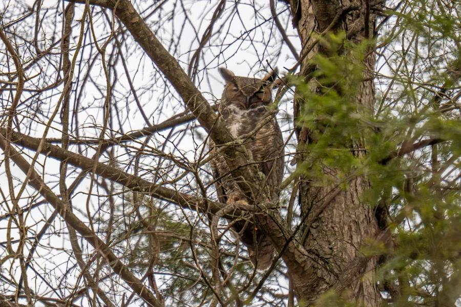 A brown owl is perched on a tree branch, partially camouflaged among the bare branches and pine needles. A brown owl is perched on a tree branch, partially camouflaged among the bare branches and pine needles.
