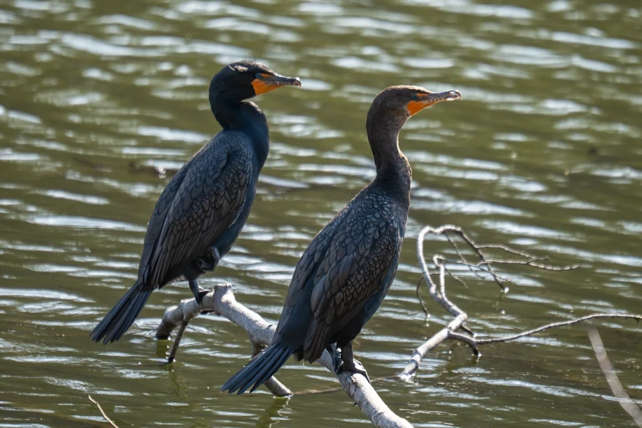 Two dark-colored birds with orange markings on their faces are perched on a branch above water, facing opposite directions.
