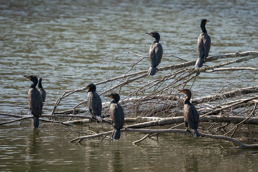 Six cormorants are perched on branches of a fallen tree above the water, with ripples visible on the lake surface in the background.